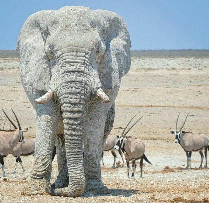 14-Day Rediscover Botswana Safari