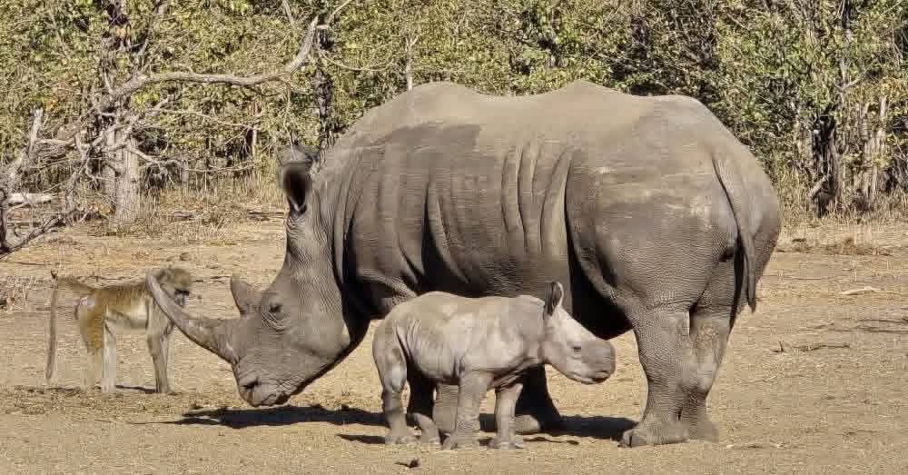 4 Days Victoria Falls and Livingstone Holiday