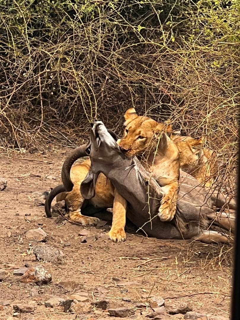 5days Chobe and Hwange.