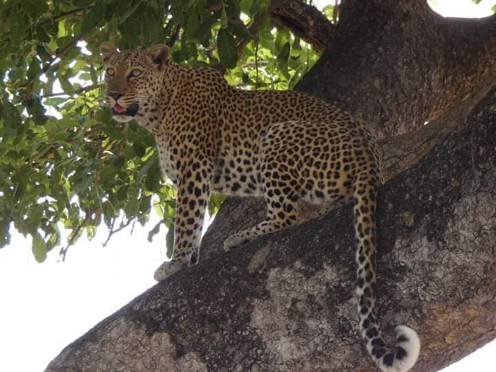 5-days Chobe to Okavango Delta