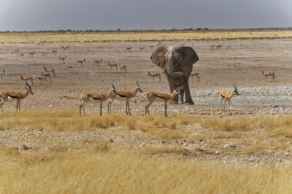 7 Days Etosha and Desert
