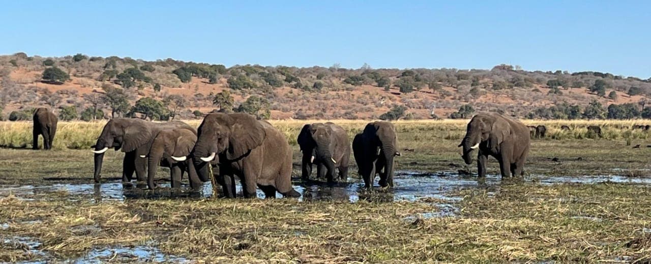Hwange and Botswana Wildlife