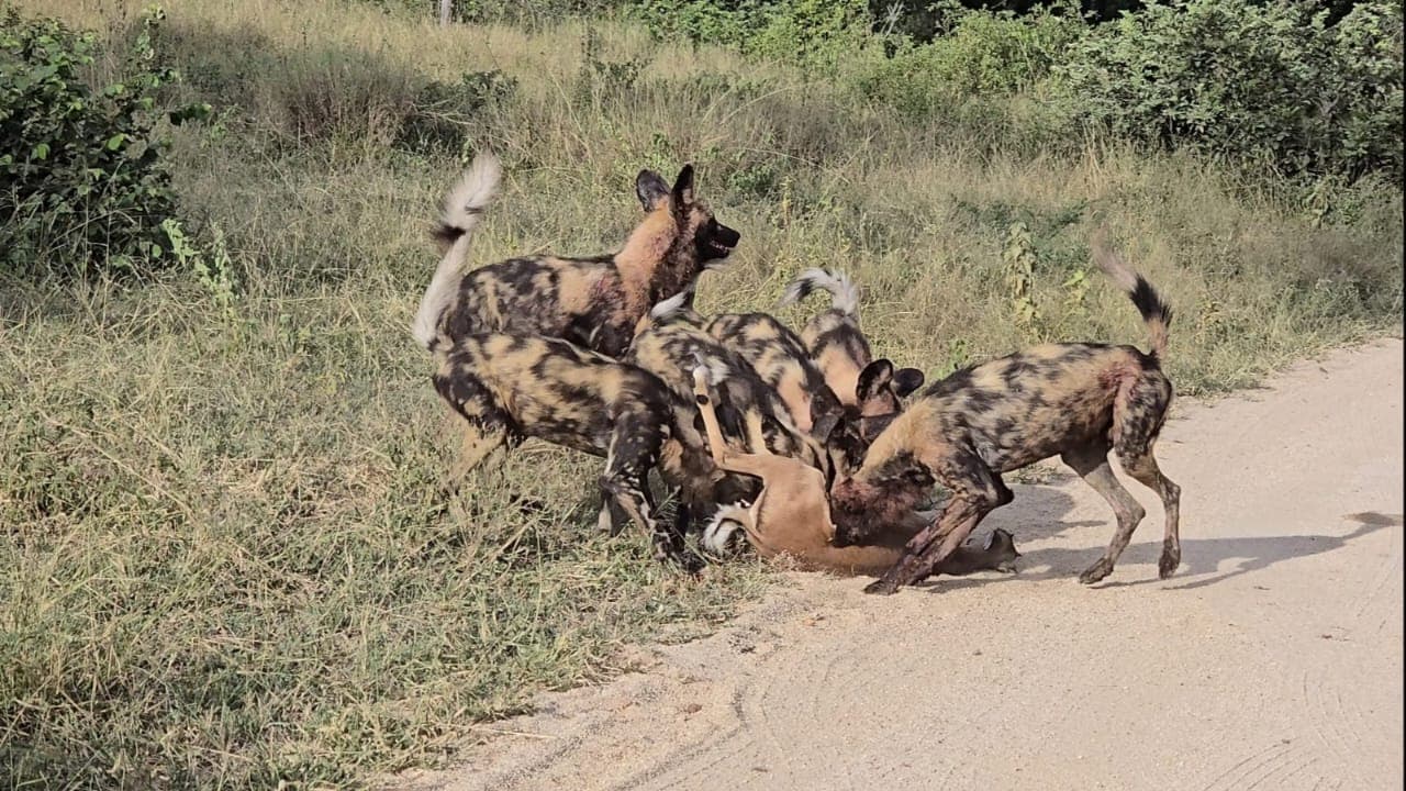 Zambia