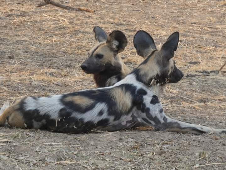 14 Days The Circle Tour of Botswana and Zimbabwe